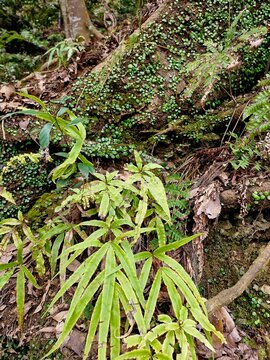 Several types of green plants grow on tree roots that emerge from the ground