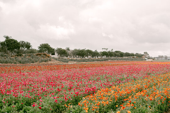 Colorful ranunculus flower fields in Carlsbad California
