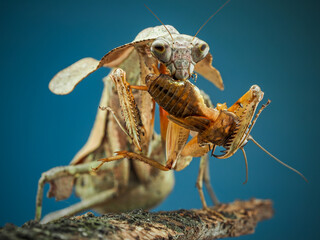 Dead Leaf Mantis on branch eating insect