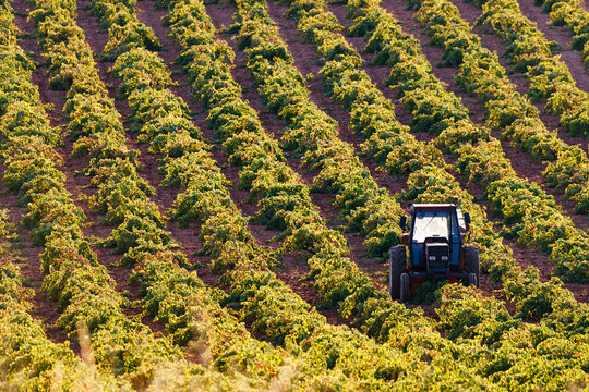 Tractor among vineyards in Alhambra