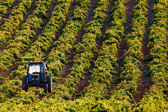 Tractor between vineyards in a row in Alhambra