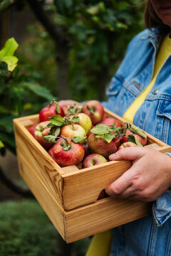 Woman harvesting apples in orchard