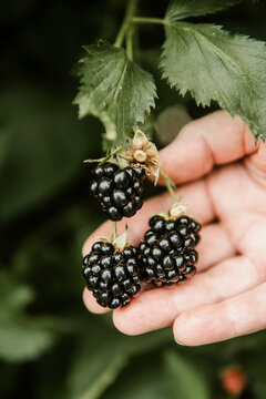 Cropped image of woman harvesting blackberries from plants at fa