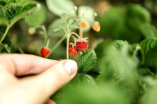 Cropped image of woman picking strawberry from plant