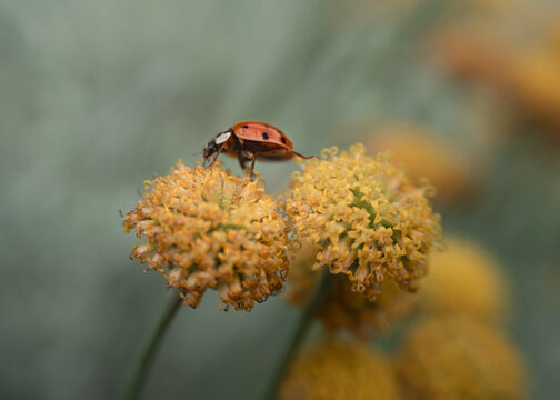 Fototapeta Ladybug, macro, flowers, botanical, foral, insects, flora, nature
