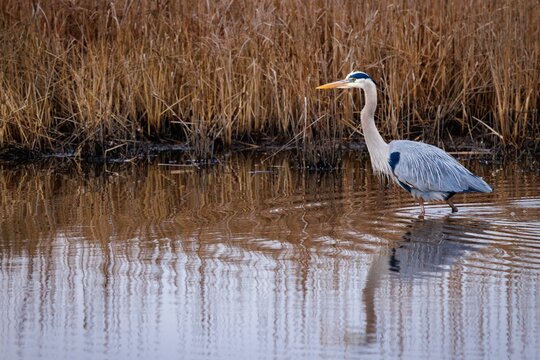 A blue heron hunts in Maryland's Blackwater Wildlife Refuge.