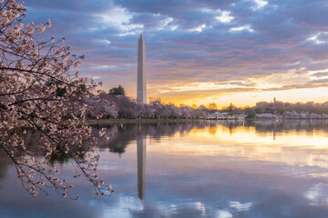 Washington Monument framed by cherry blossoms in peak bloom in W