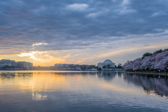 Jefferson Memorial framed by cherry blossoms at sunrise  in Wash