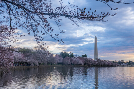 Washington Monument framed by cherry blossoms in peak bloom in W