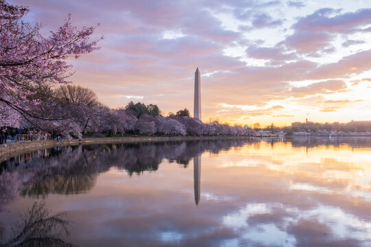 Washington Monument framed by cherry blossoms in peak bloom in W