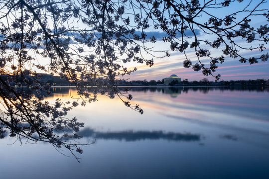 Jefferson Memorial framed by cherry blossoms at sunrise  in Wash