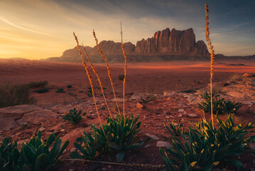 Vibrant Sunset over Sharp Peaks and Sea Squill Plants in Wadi Rum