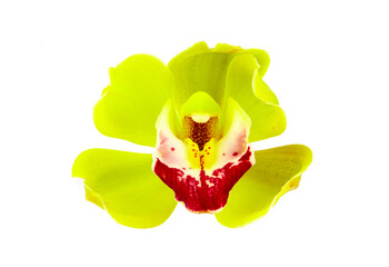 Gorgeous green Cymbidium Orchid Plant.