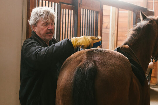 Man brushes out the coat of a horse fur in a wood paneled barn - Powered by Adobe