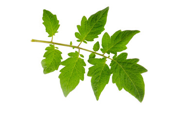 Branch of tomato leaves on white background