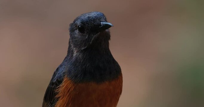 Tilted head then faces to the right, White-rumped Shama Copsychus malabaricus, Thailand