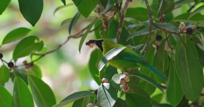 Eating fruits while perched on a branch of a fruiting tree, Blue-winged Leafbird Chloropsis moluccensis, Thailand