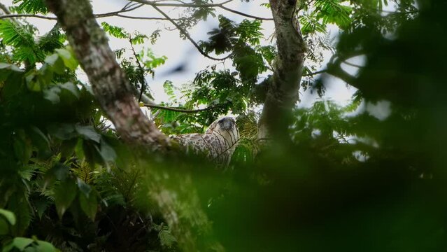 Camera zooms in while looking straight towards the camera, Philippine Eagle Pithecophaga jefferyi, Philippines