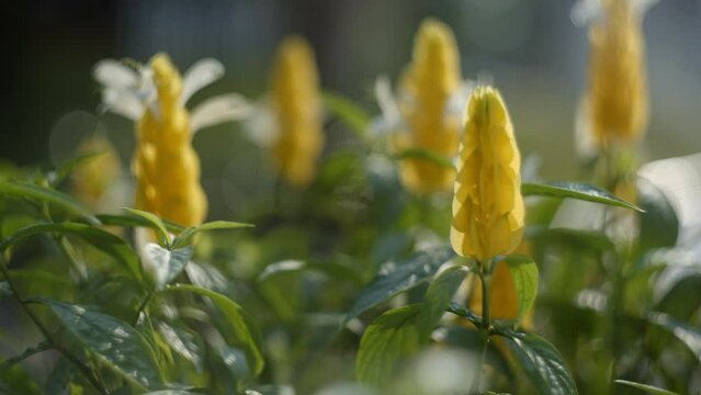 Tropical Lollipop Plant, Pachystachys Lutea Blooming In The Park. Selective Focus Shot