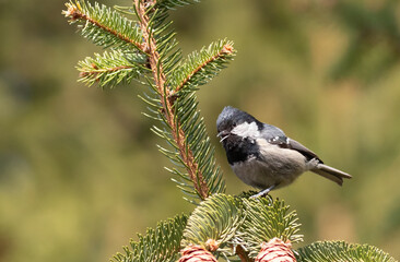 Coal tit, Periparus ater. A bird sings sitting on a spruce branch on a flat background