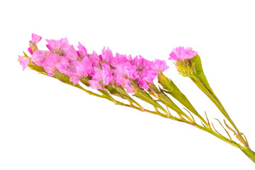 The name of these flowers is Wavyleaf sea-lavender,Statice,Limonium. Scientific name is Limonium sinuatum.