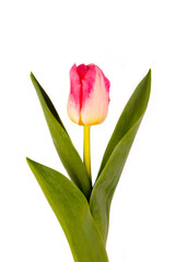 Pink tulip flower isolated on white background