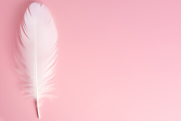White feather on a pink background, copy space.