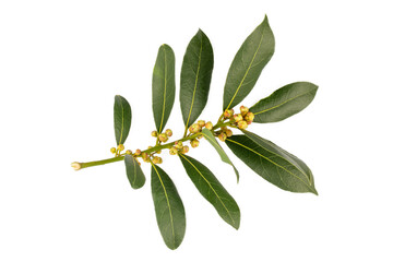 Fresh green daphne leaves - leaf on the white background - obrazy, fototapety, plakaty