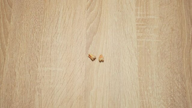 Top view zoom in shot of two wisdom teeth with dry blood on wooden furniture