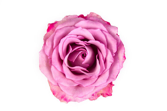 Pink rose isolated on the white background.