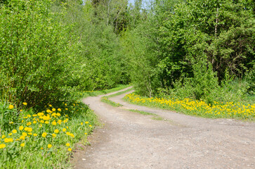 A road among yellow flowers and trees