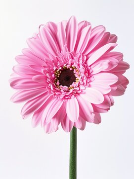 A single pink flower with a green stem. The flower is the main focus of the image and it is the only thing that is visible. The flower is in full bloom