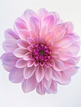 A close up of a pink flower with a white background. The flower is the main focus of the image and it is a dahlia. The flower is surrounded by a white background, which makes it stand out even more