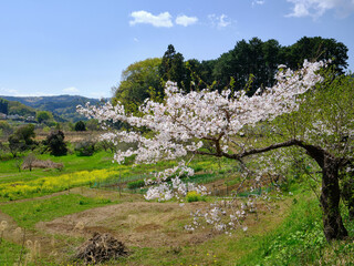 Cherry blossom tree in full bloom in the countryside