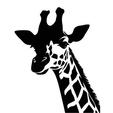 Black silhouette of giraffe head and neck on white background. Vector african animal, isolated icon with giraffe animal face in simple style, decal, sticker. Concept for savannah safari, tattoo, zoo