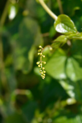 Black bryony flower buds