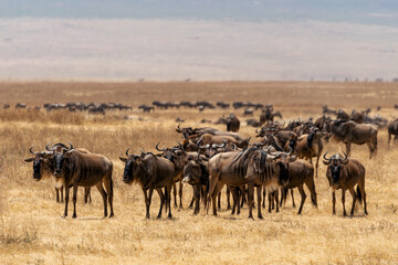 Wildebeest herd in the savannah
