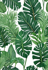 Fototapeta na wymiar Calathea ornata (Pin-stripe Calathea) leaves, tropical foliage isolated on white background, with clipping path colorful background