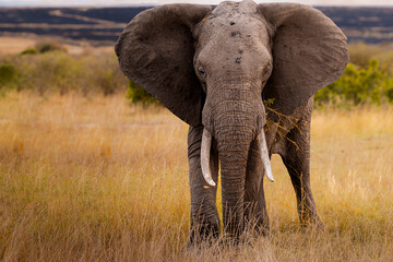 African elephant in the savannah