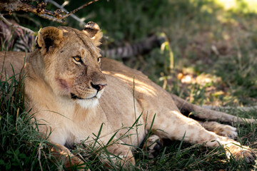 Female lion close up
