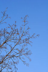 Norway maple treee in winter
