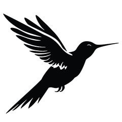 hummingbird illustration