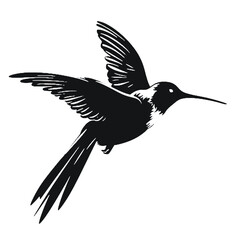 hummingbird illustration