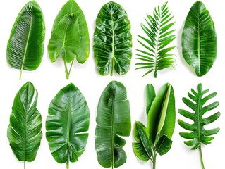 A collection of green leaves with varying shapes and sizes. The leaves are arranged in a row, with some overlapping and others standing alone. Scene is one of natural beauty and tranquility