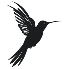 hummingbird illustration