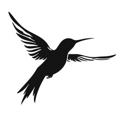 hummingbird illustration