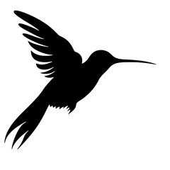 hummingbird Silhouette 