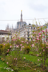 Blossming trees in the spring time in Milan, Italy - 767695077