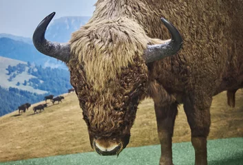 Crédence de cuisine en verre imprimé Parc national du Cap Le Grand, Australie occidentale The muzzle of a mountain bison, a specially protected animal from the red book
