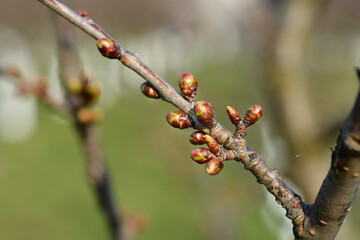 Sweet cherry branch with flower buds